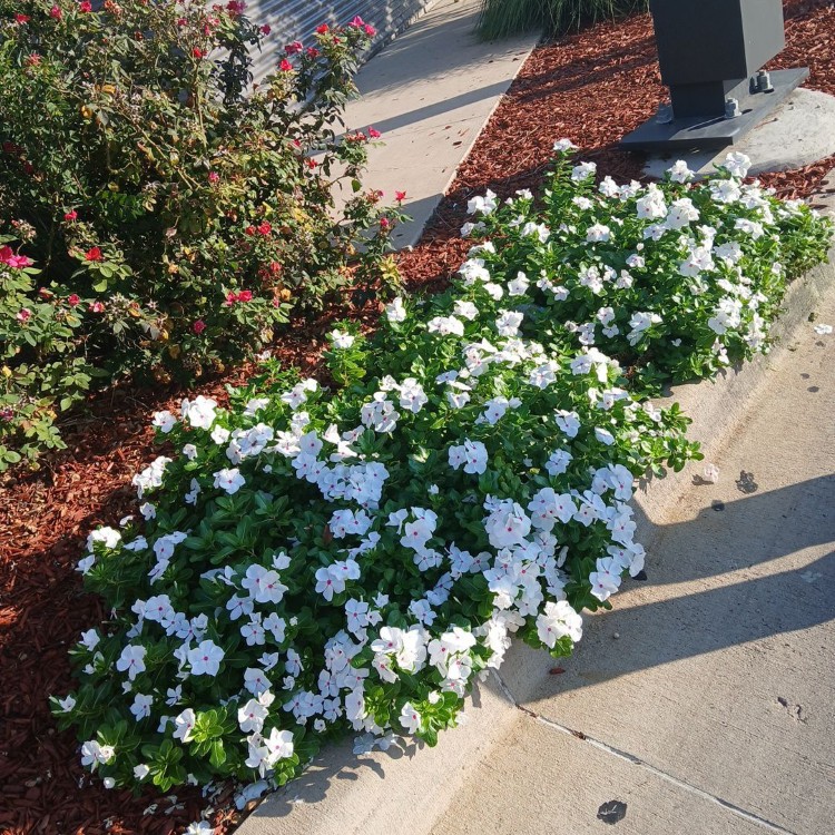 Lawn Care and Landscaping in Haslet, TX