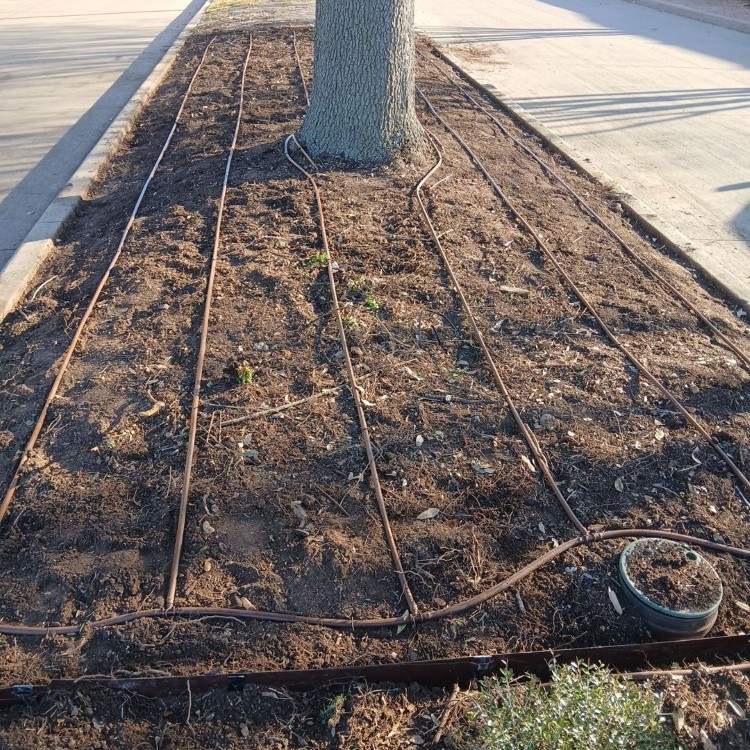 Lawn Care and Landscaping in Haslet, TX