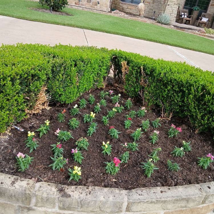 Lawn Care and Landscaping in Haslet, TX